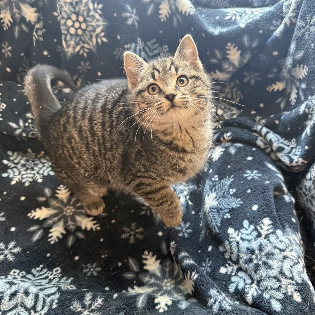 Randi, ADOPTABLE, Kitten Female Tabby.