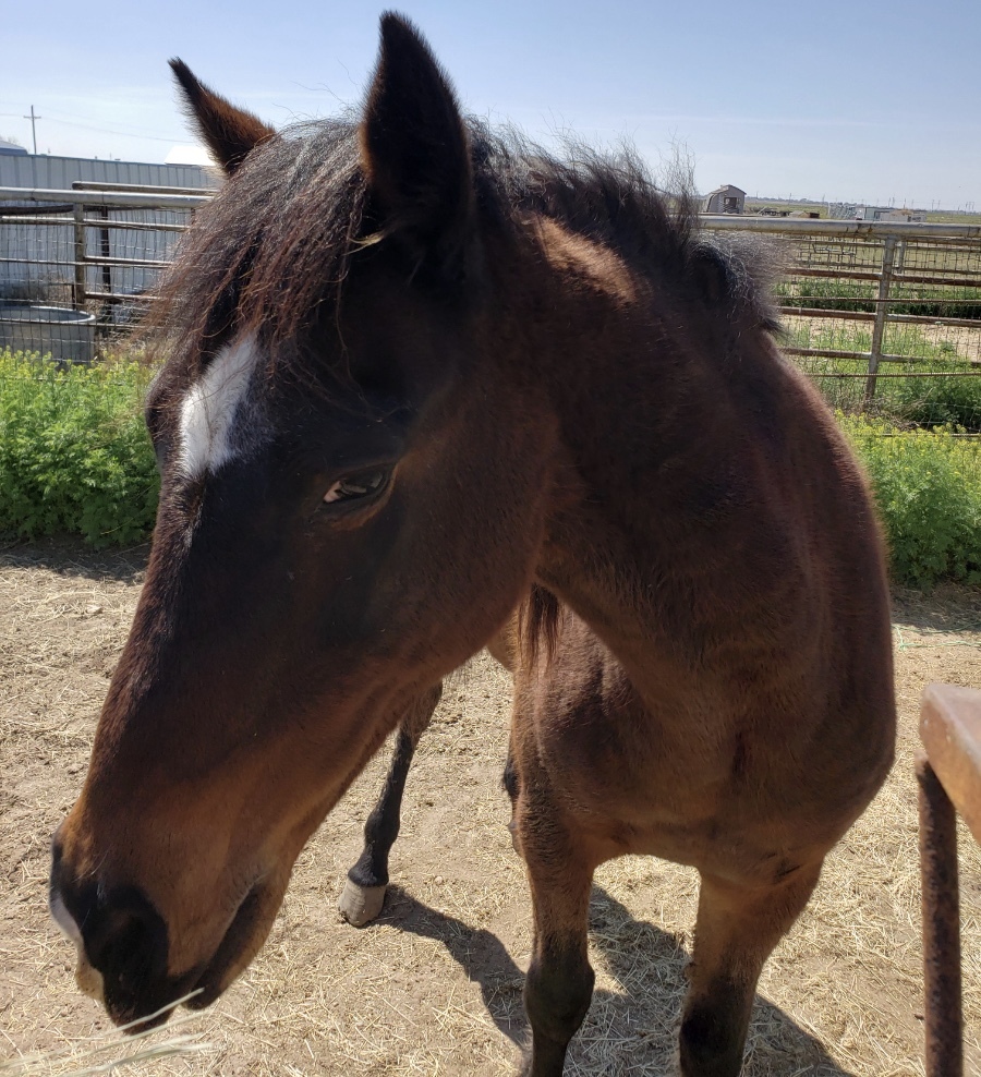 Suzy, Adoptable, Senior Female Quarterhorse.