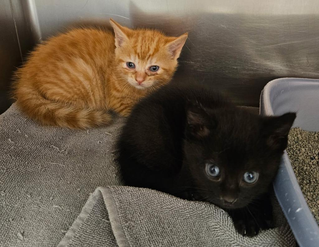 Enlarge Lexi Kitten 1(Khonsu), a Adoptable mixed breed in Mocksville, NC image 1/1