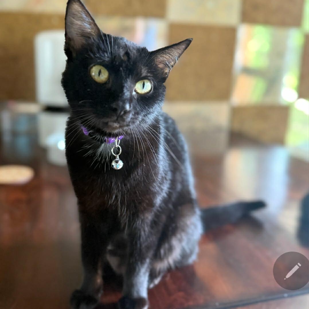Fern, Adoptable, Young Female Domestic Short Hair.