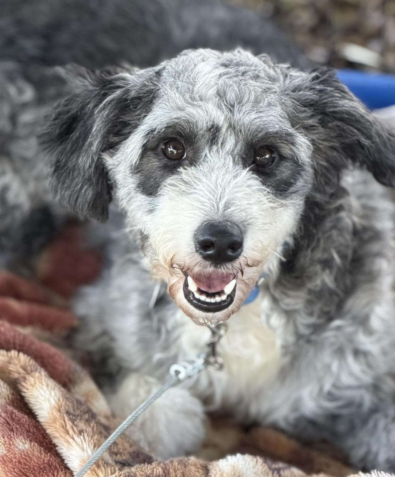Paisley, adopted, Adult Female Goldendoodle.