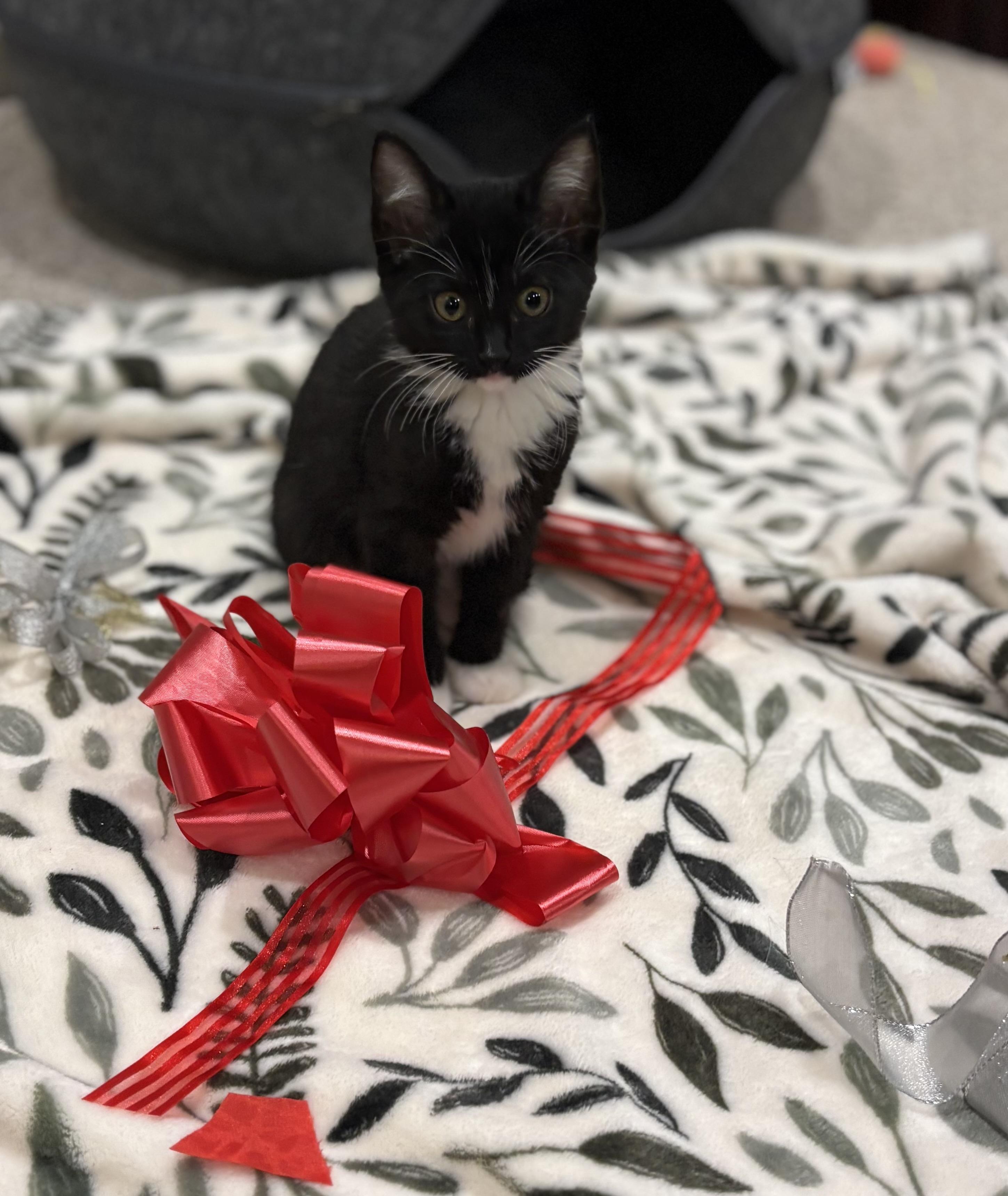 Chloe, ADOPTABLE, Kitten Female Domestic Short Hair.