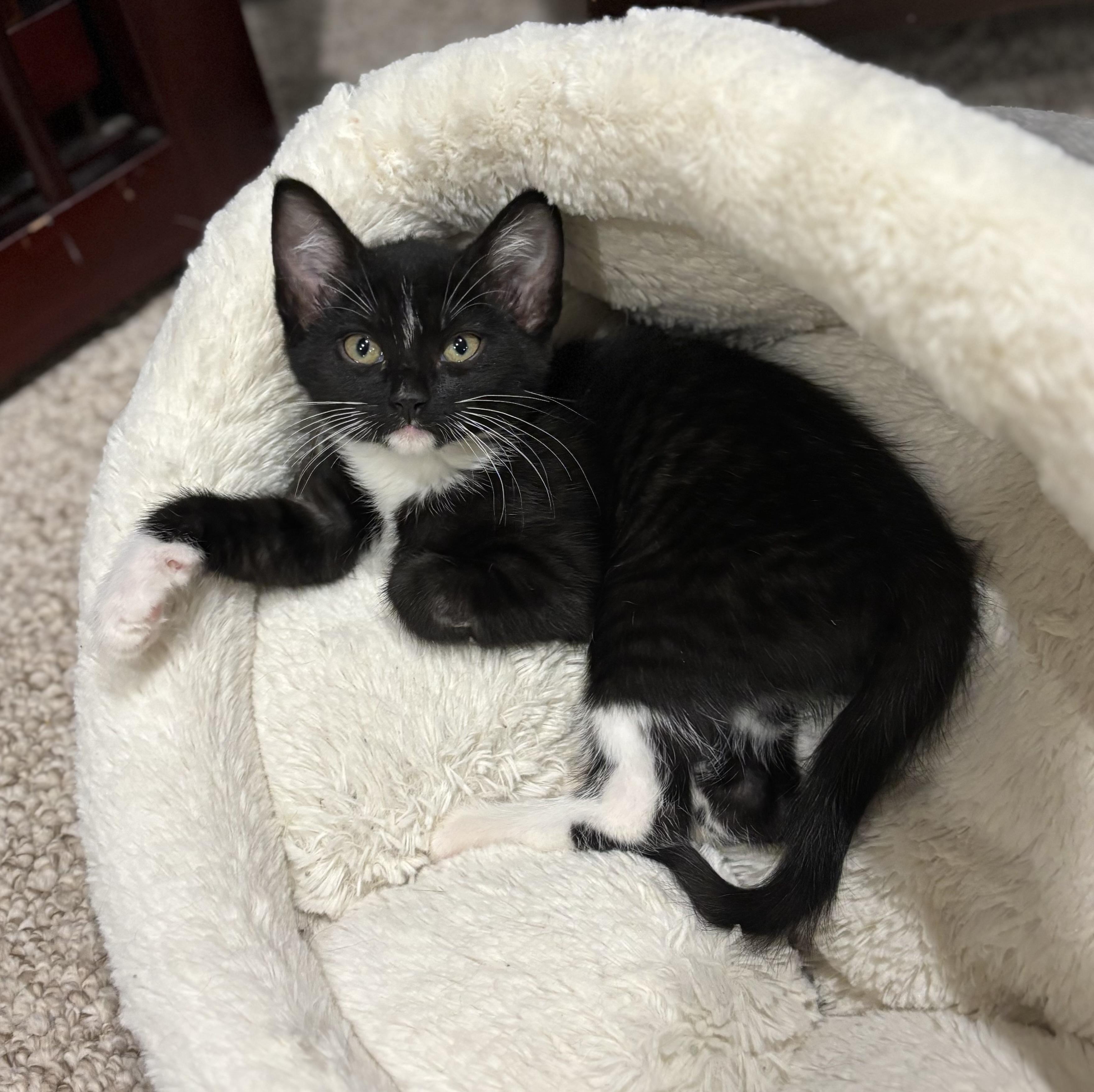 Chloe, a ADOPTABLE Domestic Short Hair image 2/4