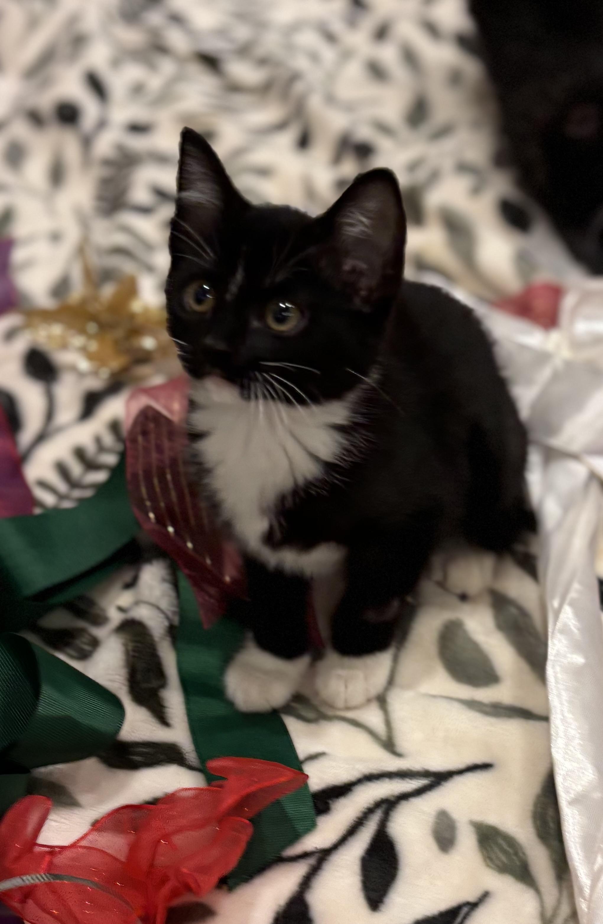 Chloe, a ADOPTABLE Domestic Short Hair image 3/4