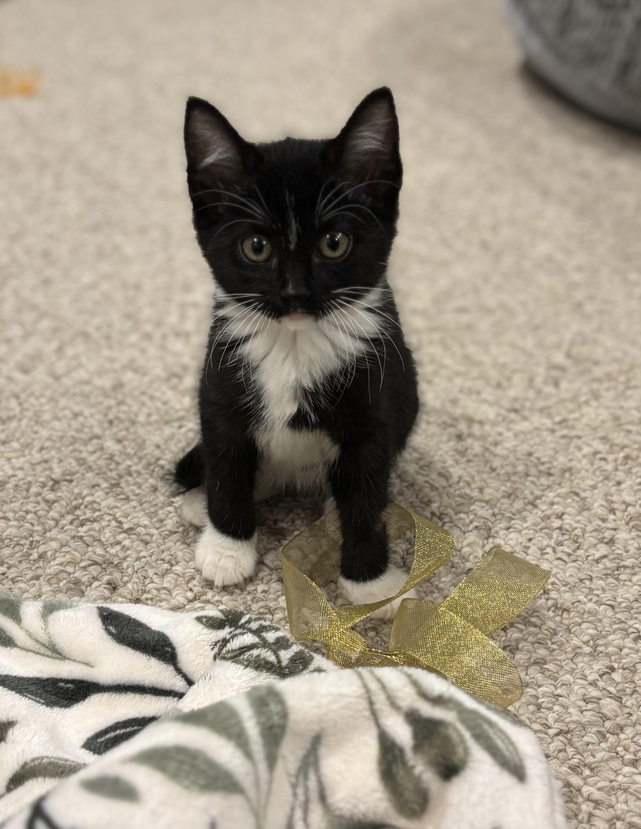 Chloe, a ADOPTABLE Domestic Short Hair image 4/4