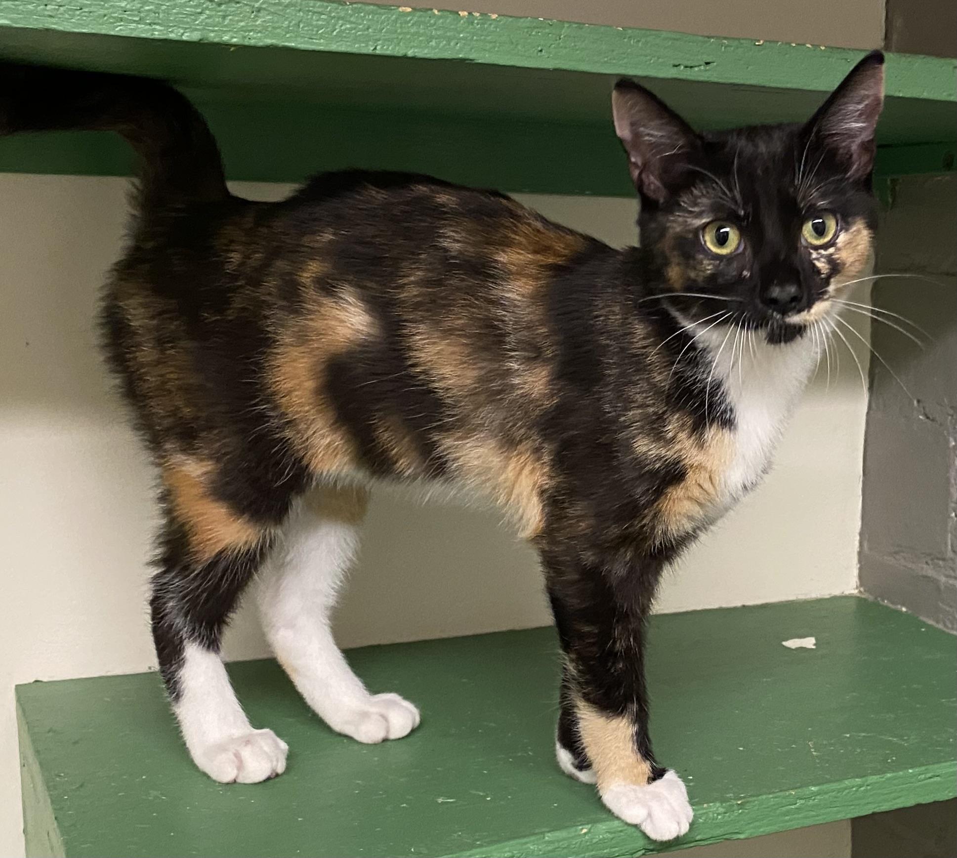 Tempe (absolute angel), Adopted, Kitten Female Calico.