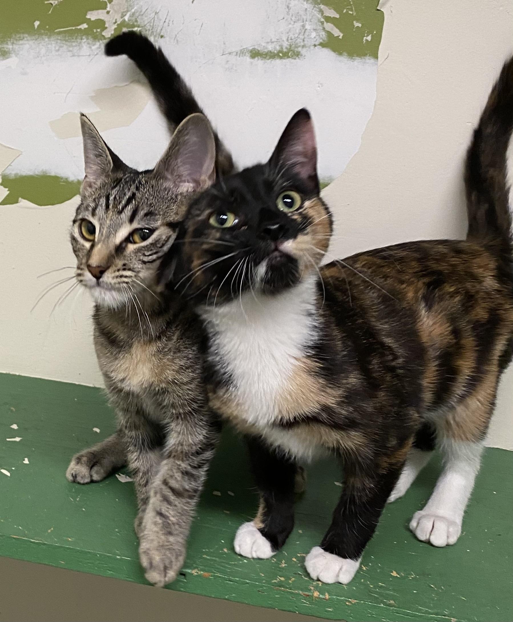 Enlarge Tempe (absolute angel), a Adopted Calico in Los Angeles, CA image 4/4