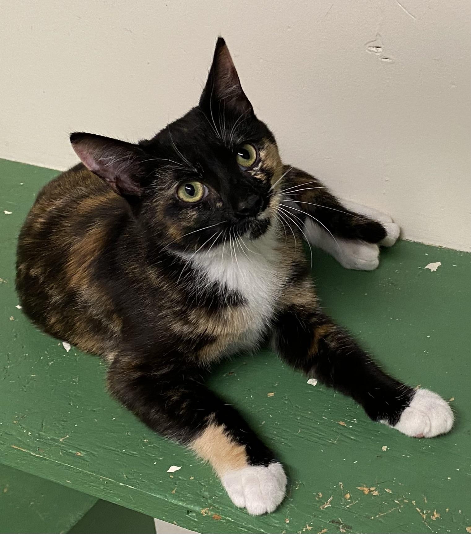 Enlarge Tempe (absolute angel), a Adopted Calico in Los Angeles, CA image 3/4