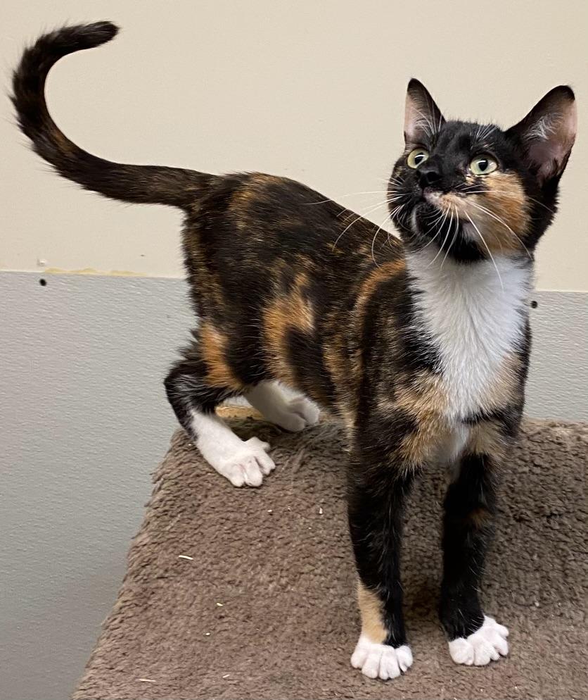 Enlarge Tempe (absolute angel), a Adopted Calico in Los Angeles, CA image 2/4