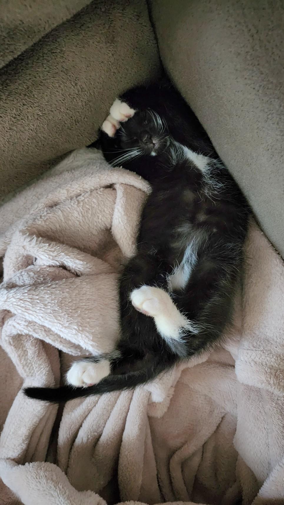 Enlarge Puck, an adopted Domestic Short Hair in Greenwood, IN image 2/5