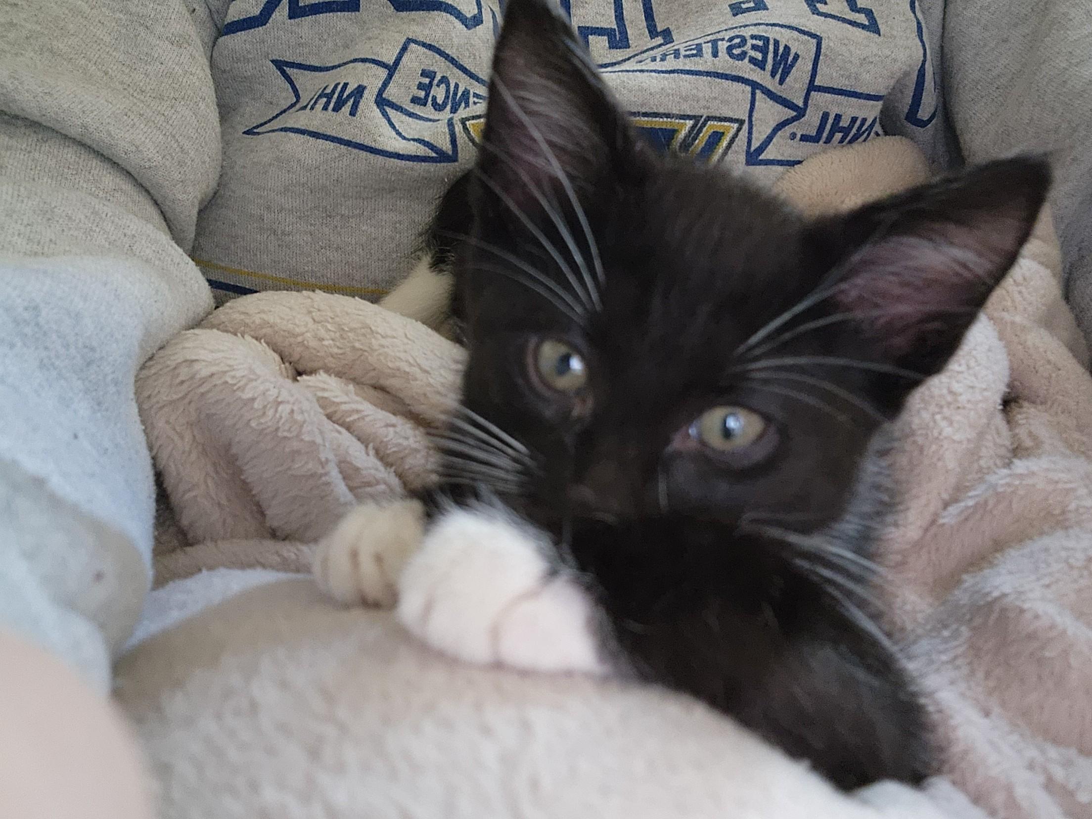 Enlarge Puck, an adopted Domestic Short Hair in Greenwood, IN image 4/5