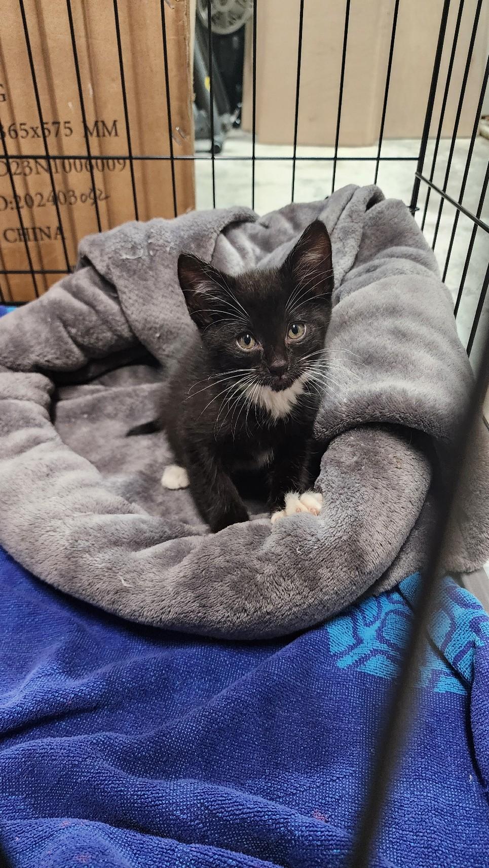 Enlarge Puck, an adopted Domestic Short Hair in Greenwood, IN image 3/5