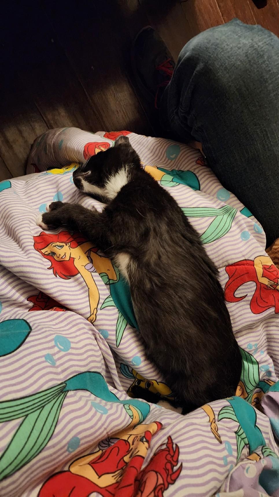 Enlarge Puck, an adopted Domestic Short Hair in Greenwood, IN image 5/5