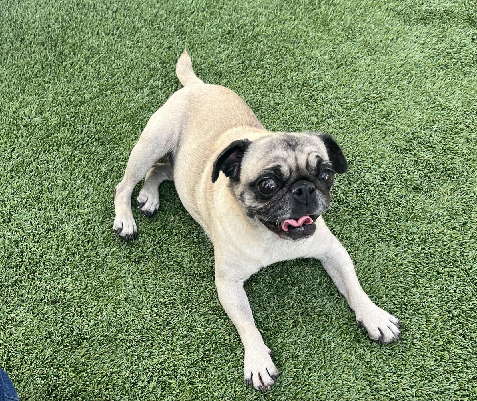 Olive, Adoptable, Senior Female Pug.