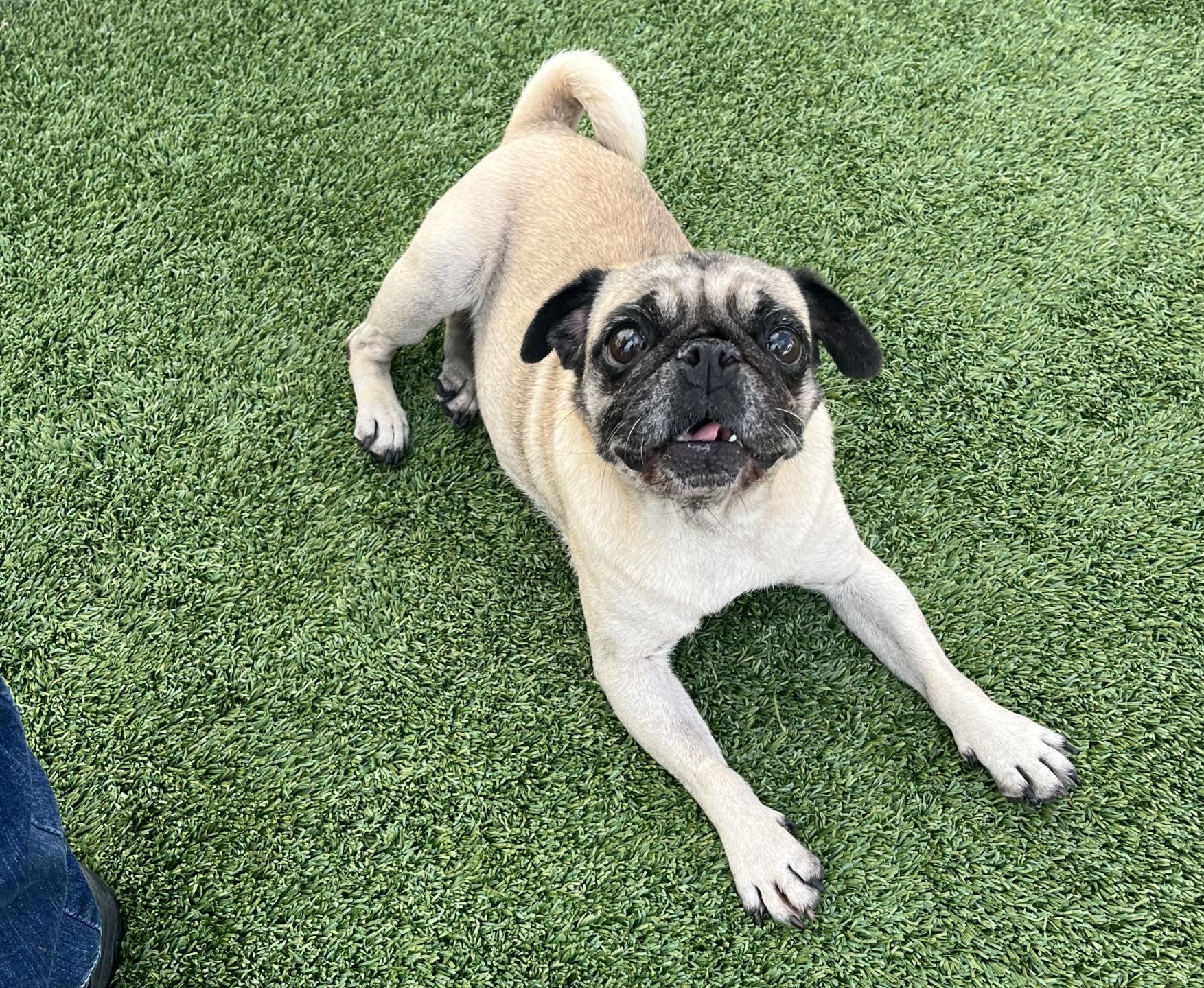 Enlarge Olive, a Adoptable Pug in Gardena, CA image 3/3