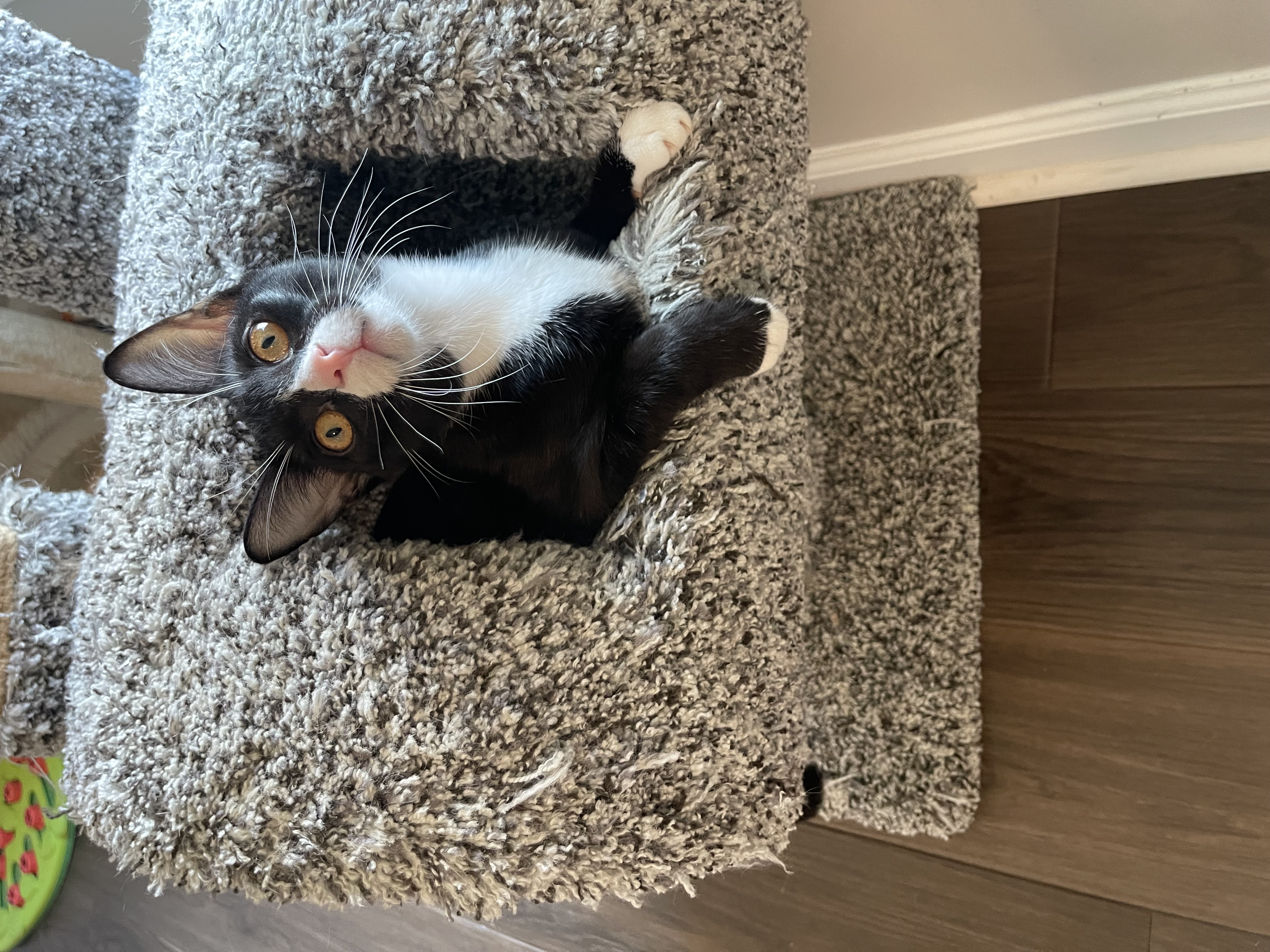 Jazz, a Adoptable mixed breed in Auburn, GA image 2/2