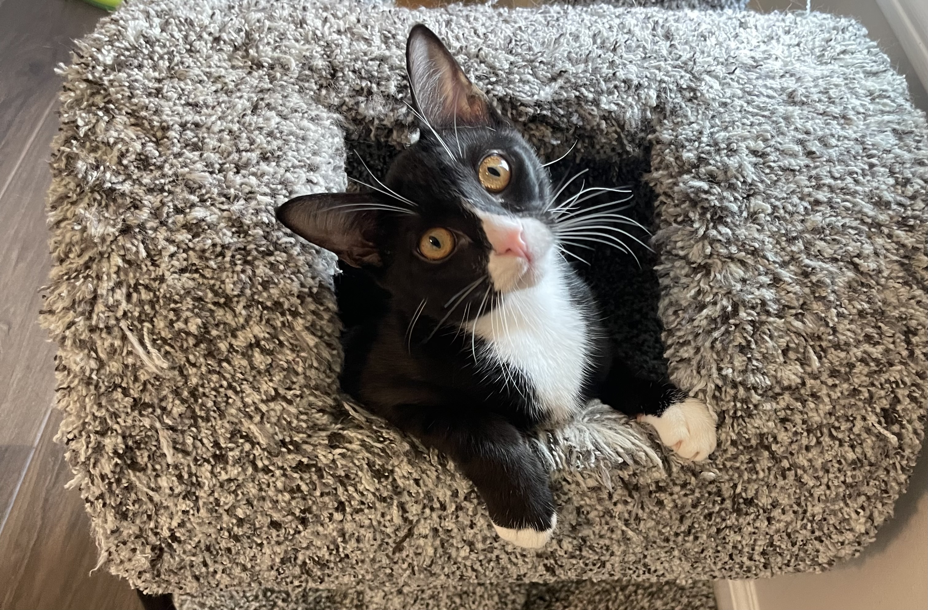 Jazz, Adoptable, Young Male Tuxedo & Siamese.