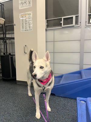 Enlarge Merry, a Adoptable Mixed Breed in New York, NY image 1/3