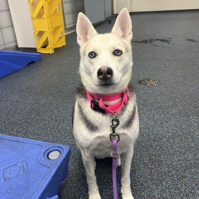 Enlarge Merry, a Adoptable Mixed Breed in New York, NY image 2/3