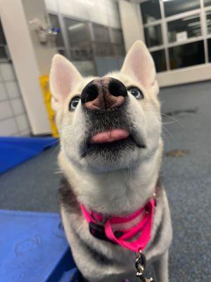 Enlarge Merry, a Adoptable Mixed Breed in New York, NY image 3/3