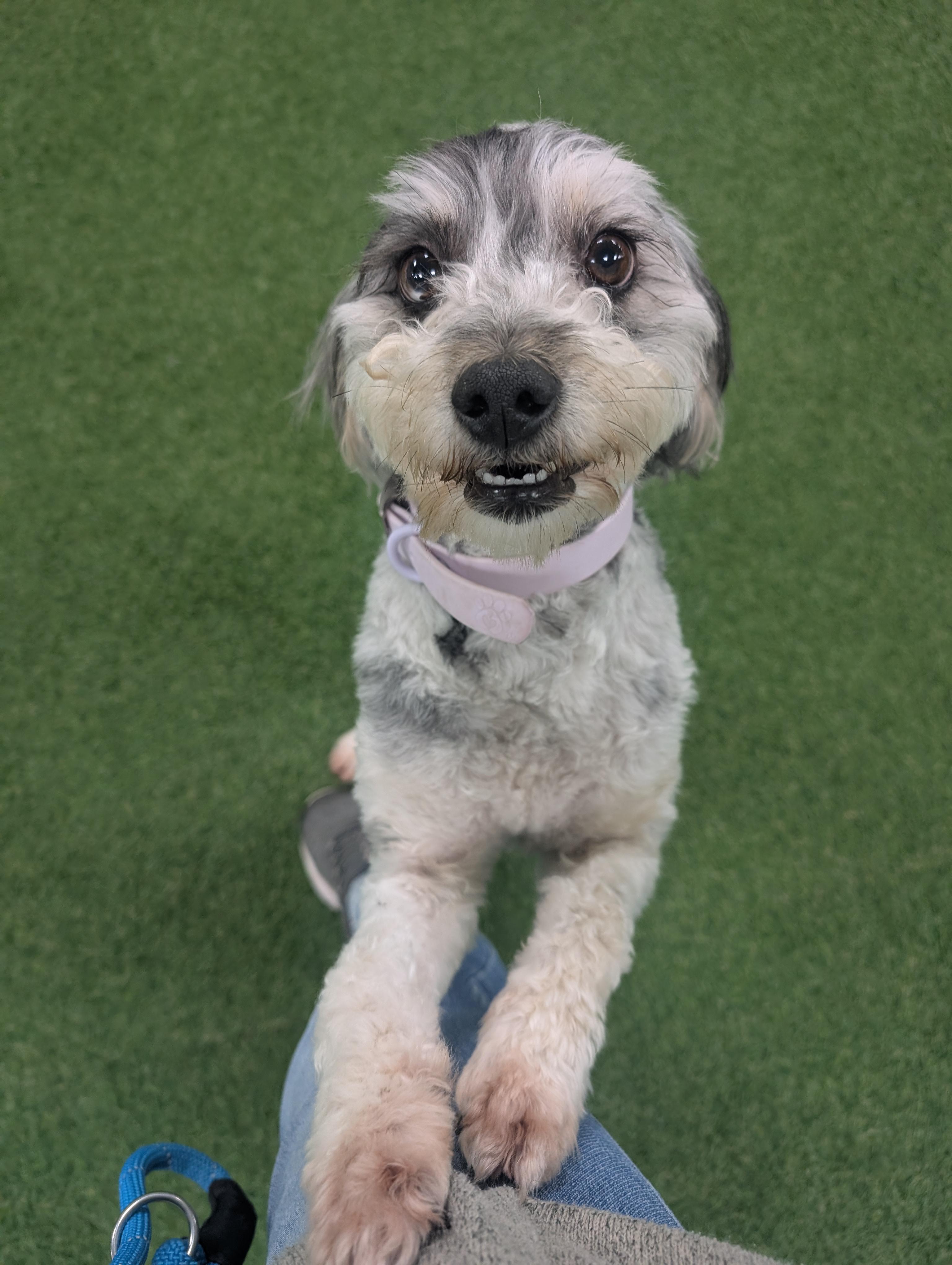 Faith, Adopted, Adult Female Aussiedoodle.