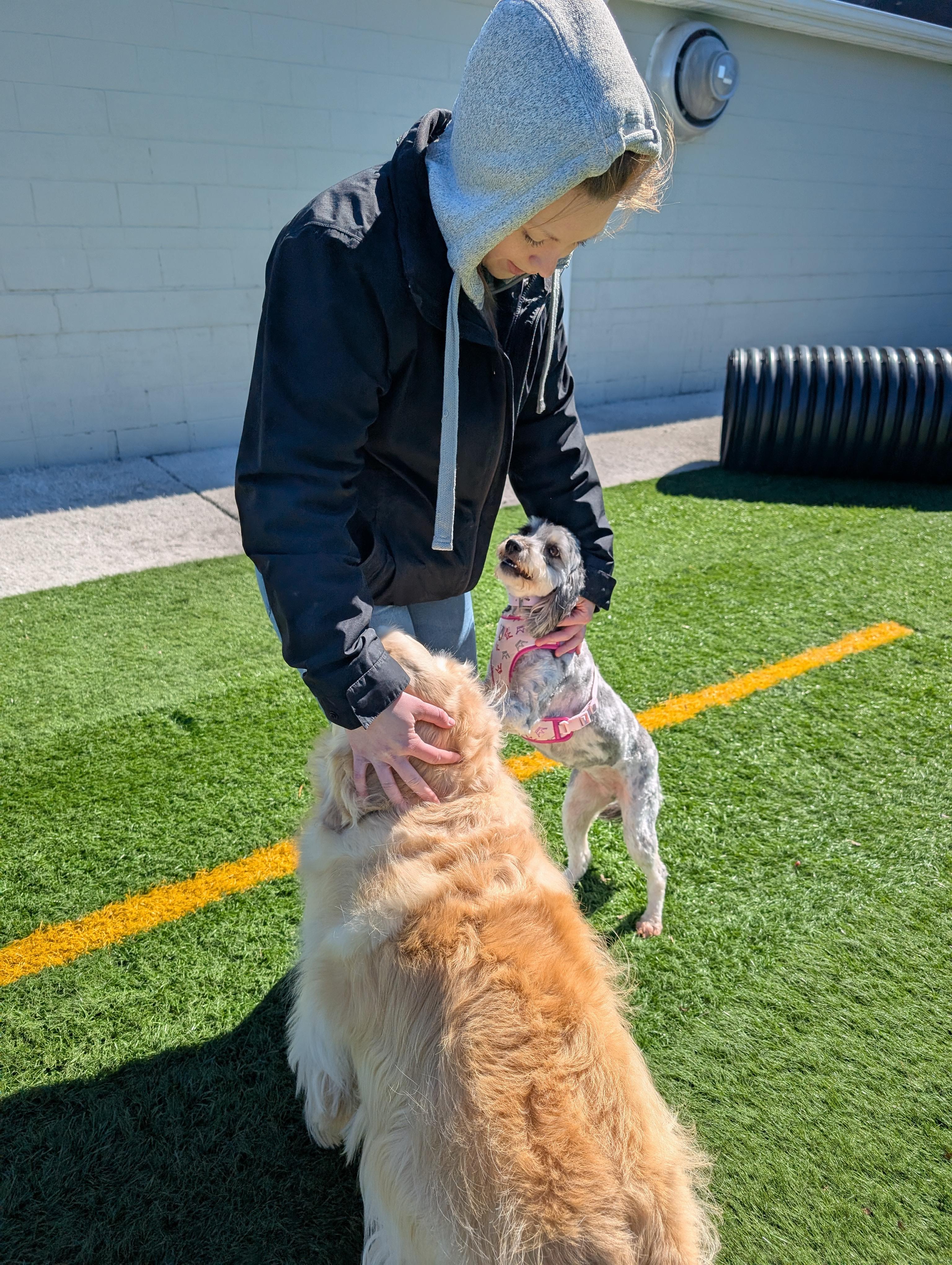Enlarge Faith, a Adopted Aussiedoodle in Frenchtown , NJ image 4/4