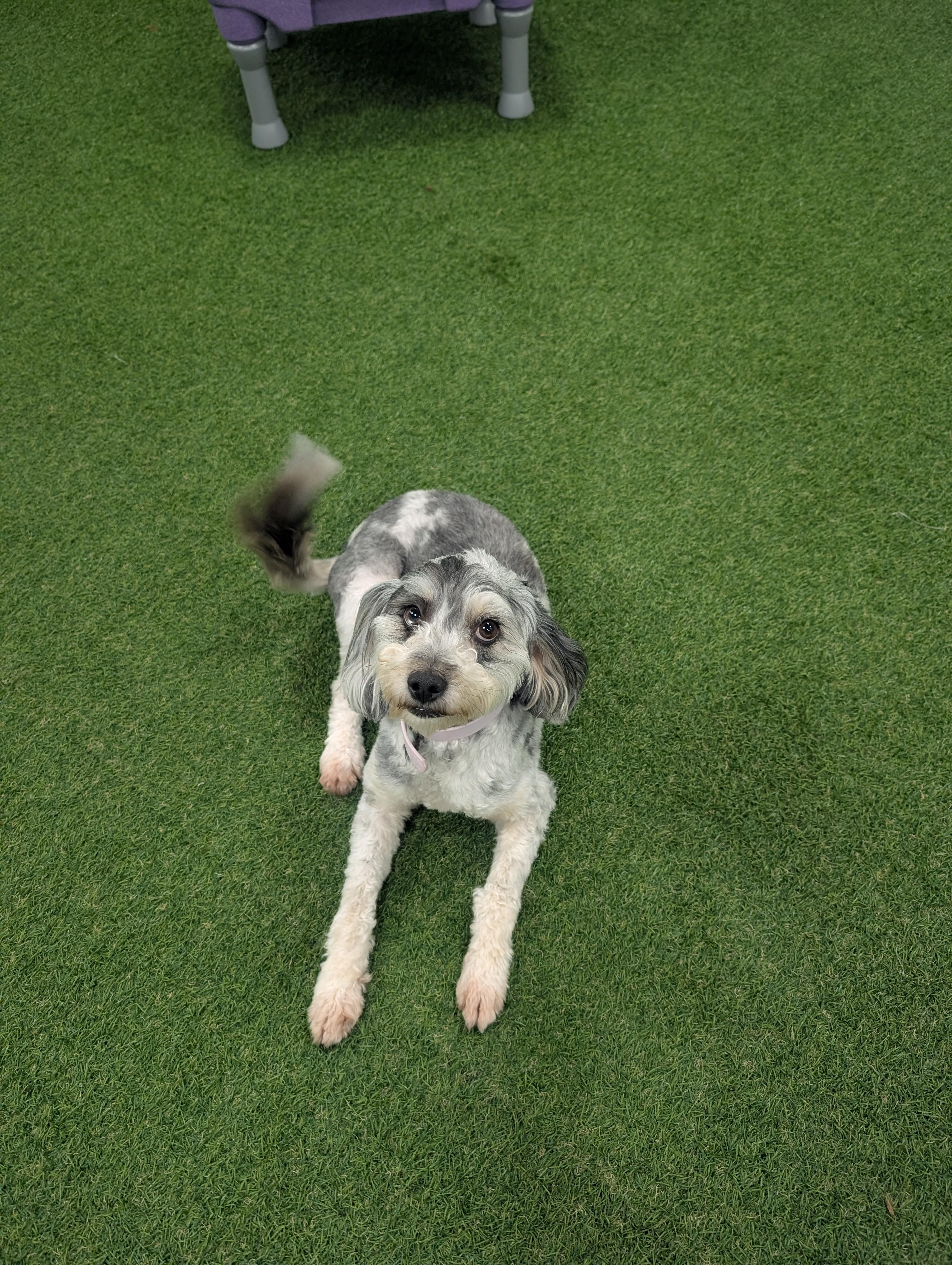 Enlarge Faith, a Adopted Aussiedoodle in Frenchtown , NJ image 3/4