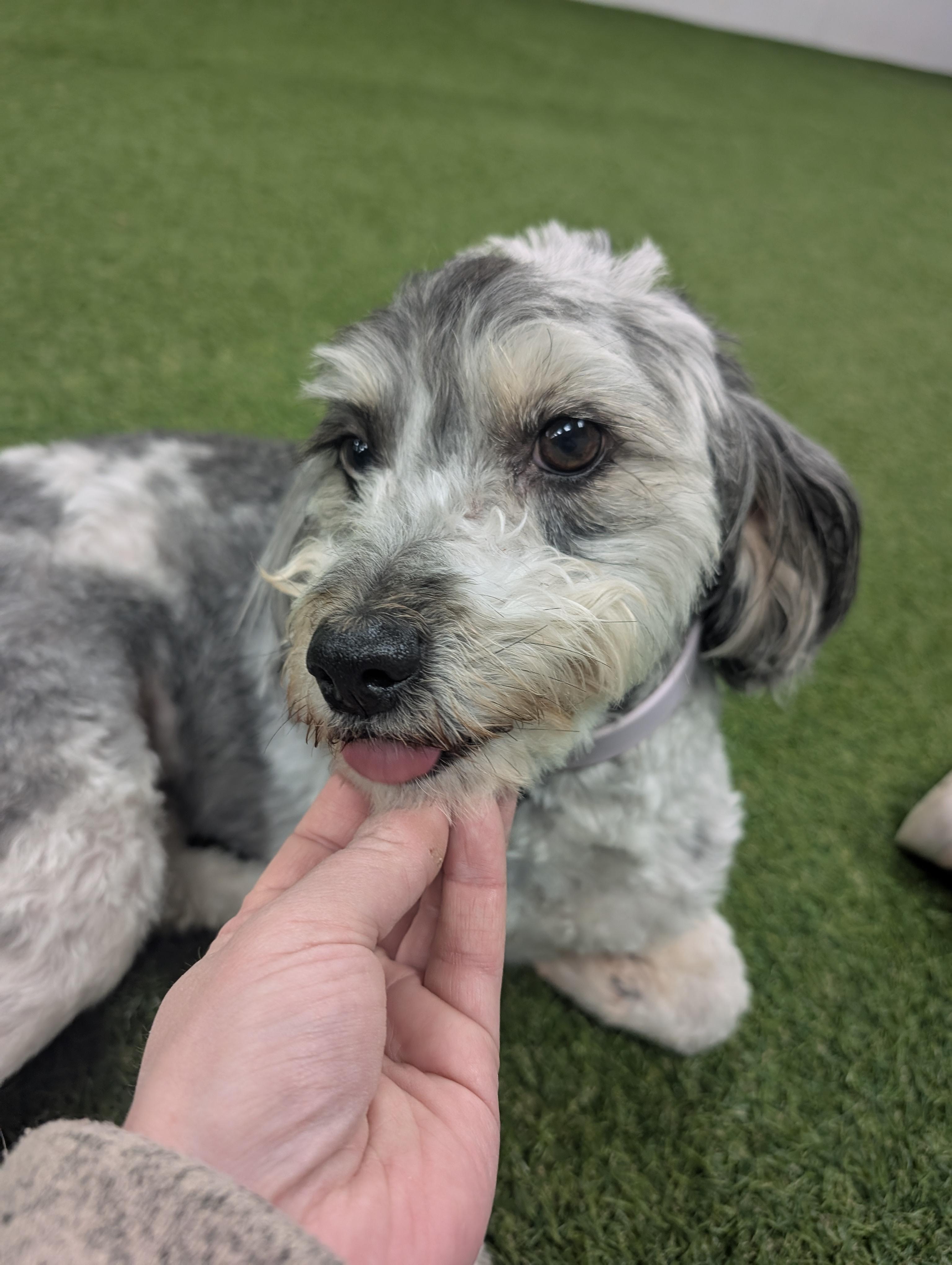 Enlarge Faith, a Adopted Aussiedoodle in Frenchtown , NJ image 2/4