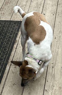 Enlarge Luna (Guardian Assist), a Adoptable Rat Terrier in Fremont, CA image 1/2