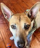 Enlarge Luna (Guardian Assist), a Adoptable Rat Terrier in Fremont, CA image 2/2