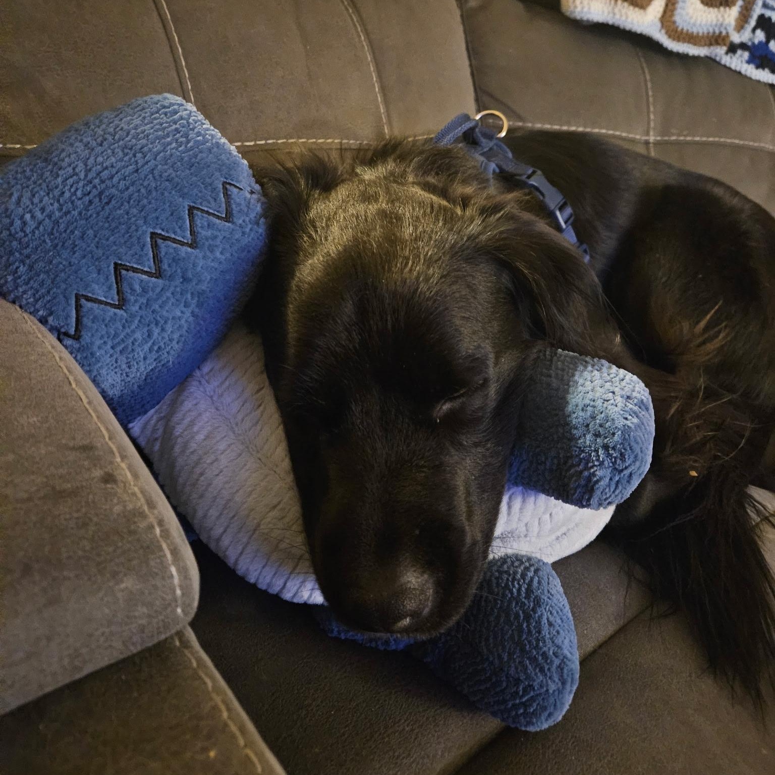 Enlarge Luna, a Adoptable mixed breed in Tulsa, OK image 5/5