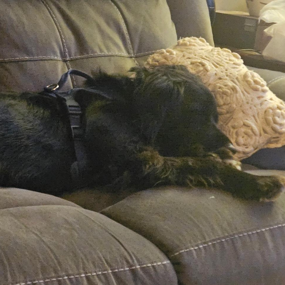 Enlarge Luna, a Adoptable mixed breed in Tulsa, OK image 4/5