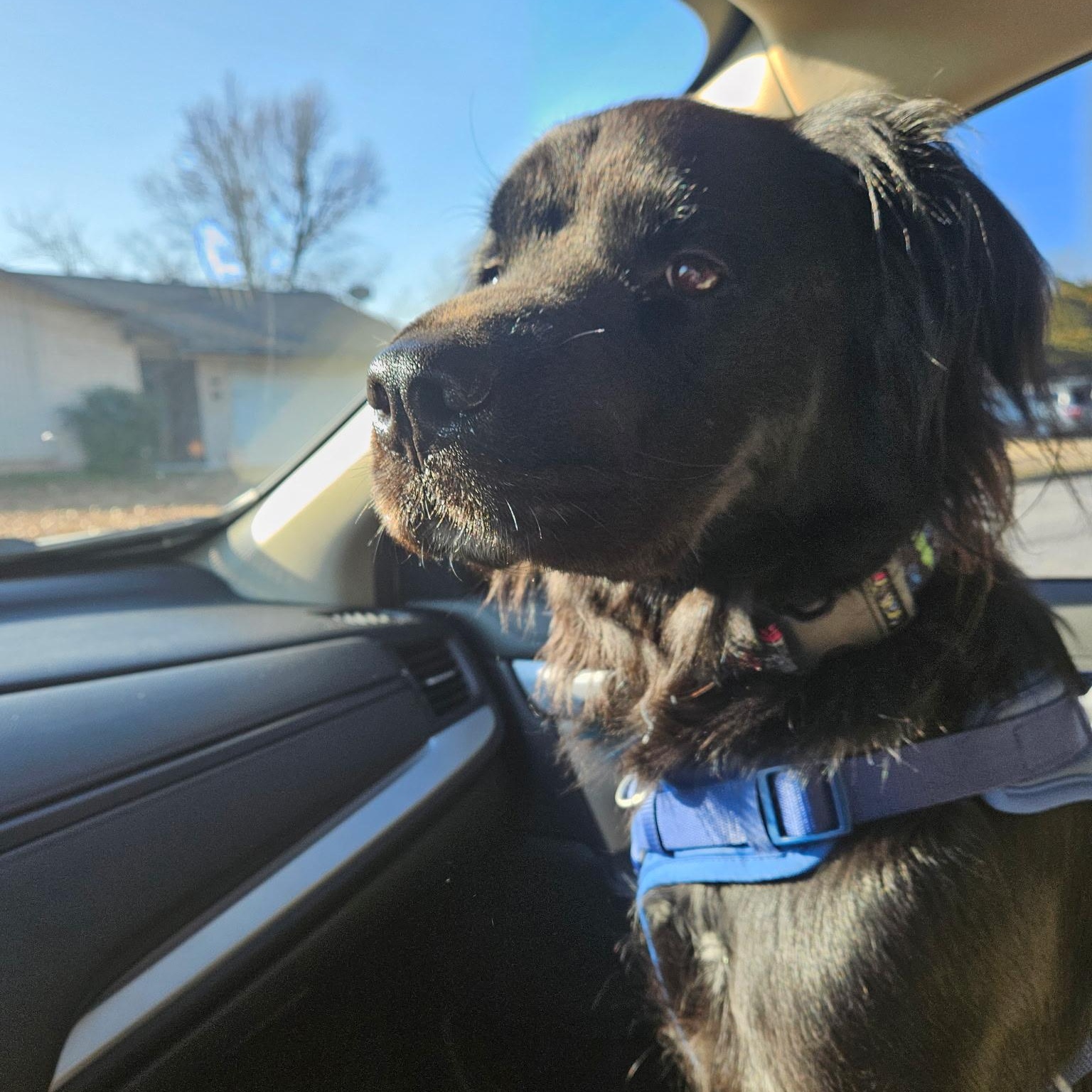 Luna, Adoptable, Adult Female Black Labrador Retriever.