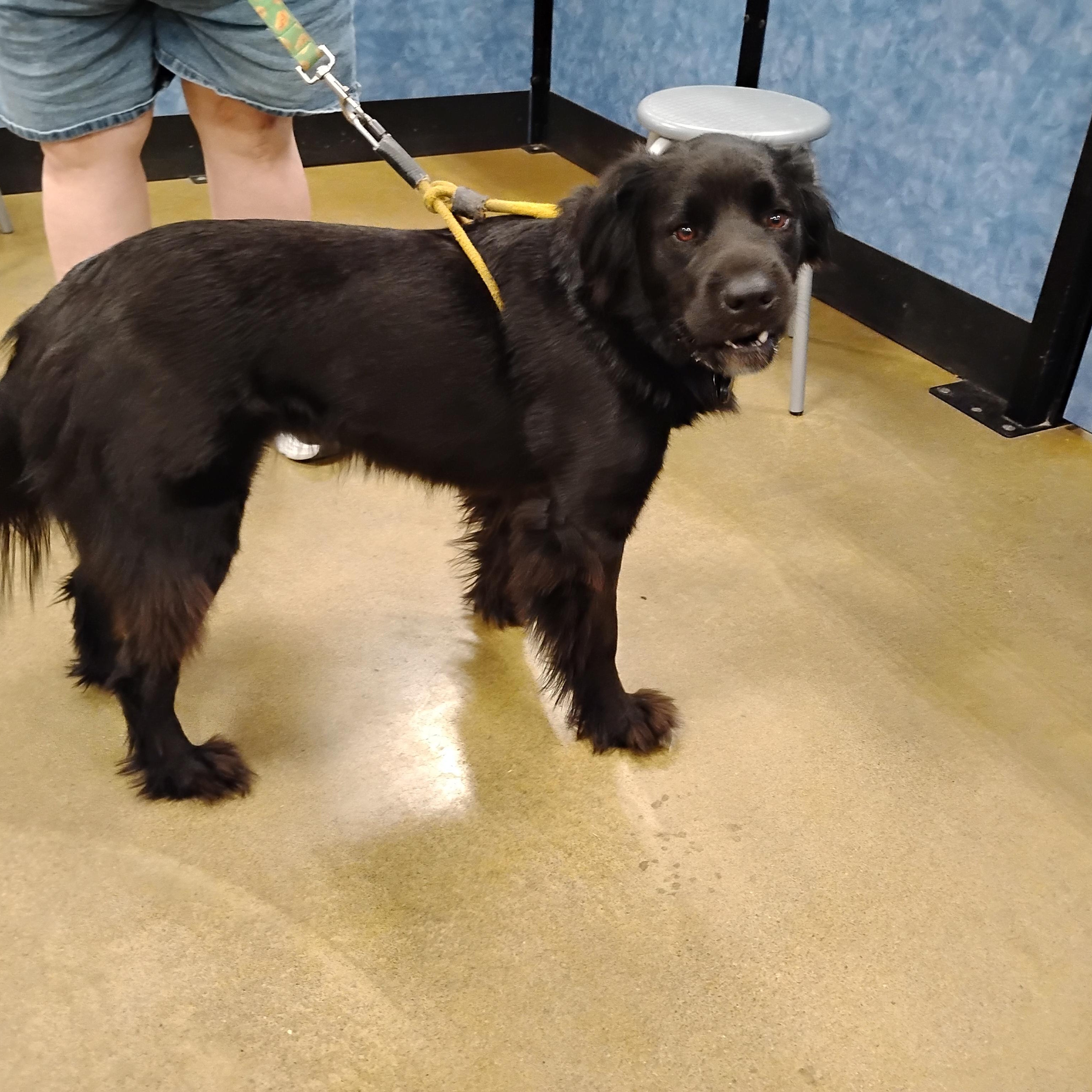 Enlarge Luna, a Adoptable mixed breed in Tulsa, OK image 3/5