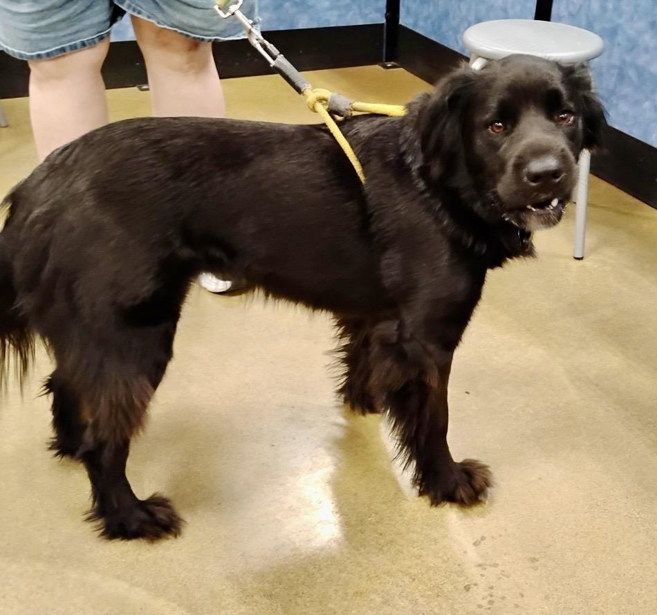 Enlarge Luna - Devoted Lab Mix, a Adoptable mixed breed in Tulsa, OK image 4/6