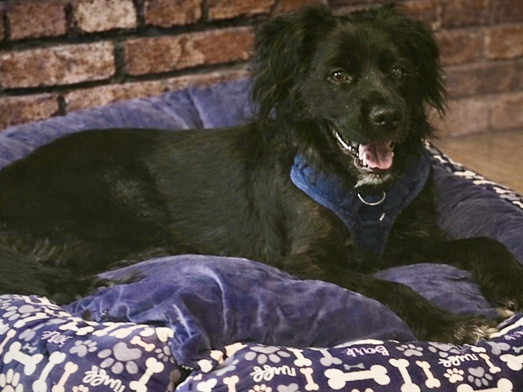 Enlarge Luna - Devoted Lab Mix, a Adoptable mixed breed in Tulsa, OK image 2/6