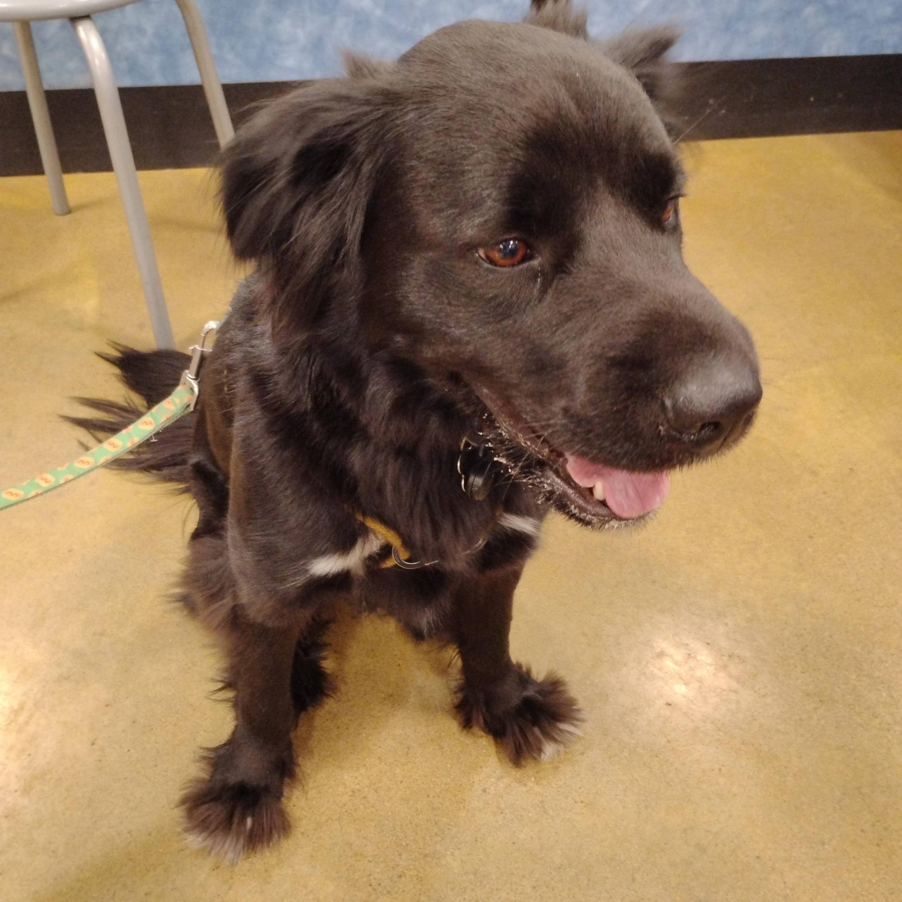 Enlarge Luna, a Adoptable mixed breed in Tulsa, OK image 2/5