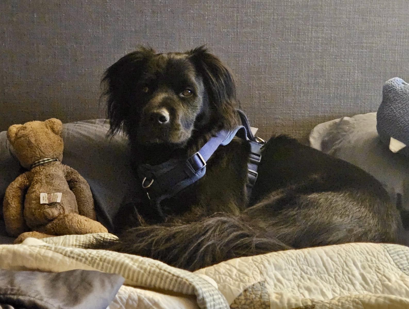 Enlarge Luna - Devoted Lab Mix, a Adoptable mixed breed in Tulsa, OK image 3/6