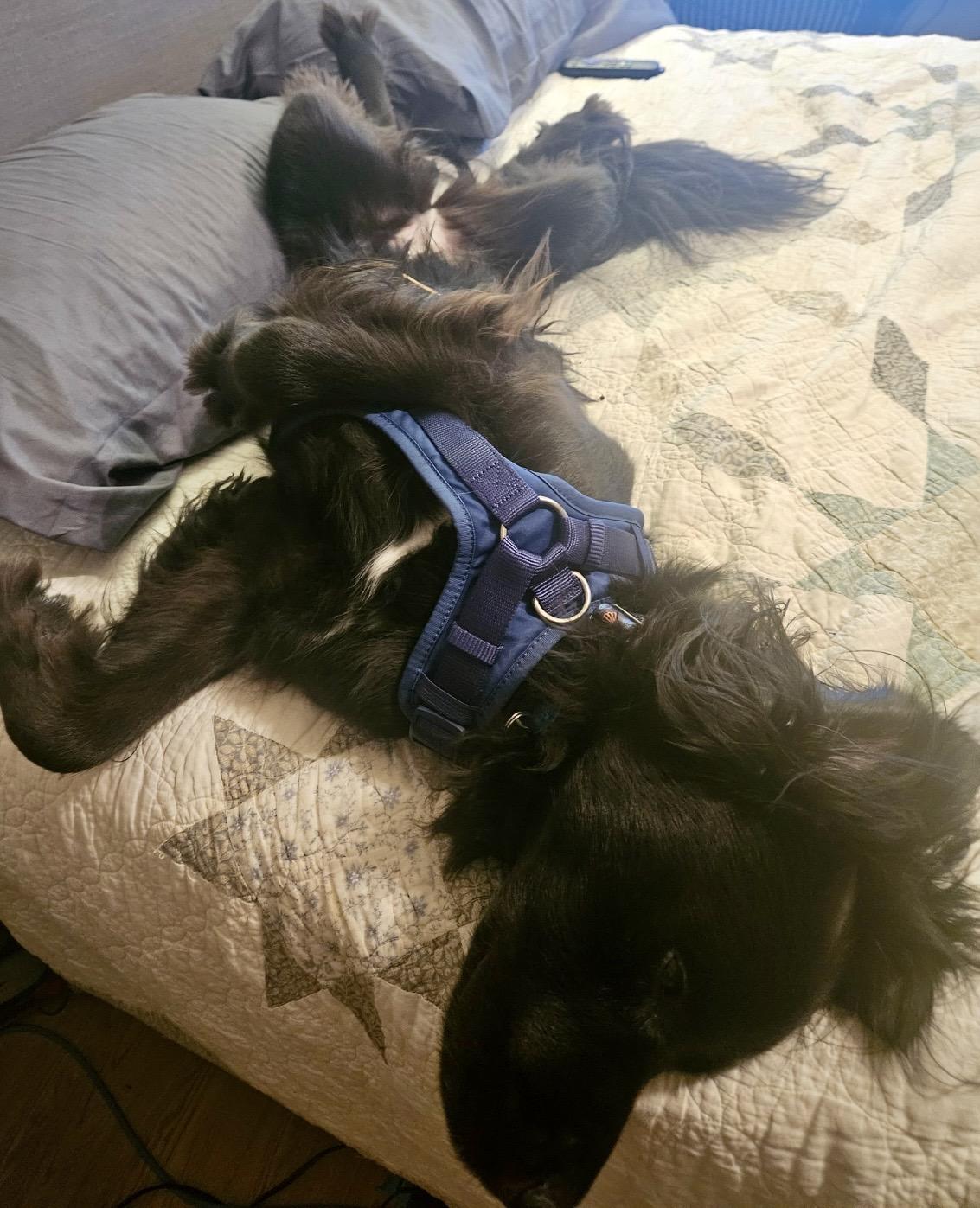 Enlarge Luna - Devoted Lab Mix, a Adoptable mixed breed in Tulsa, OK image 5/6