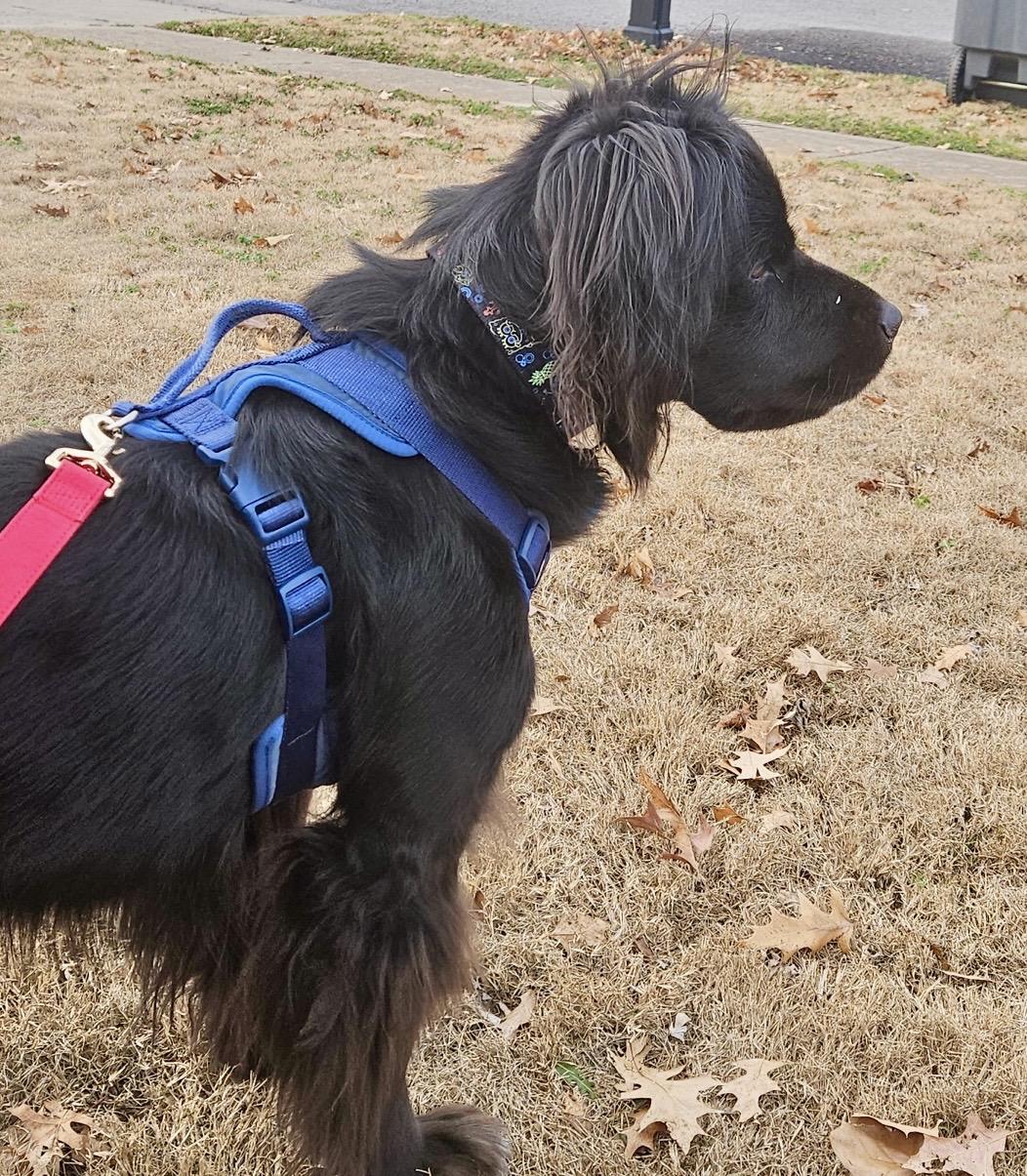 Enlarge Luna - Devoted Lab Mix, a Adoptable mixed breed in Tulsa, OK image 6/6