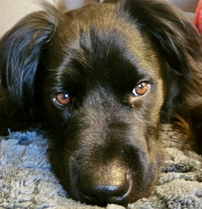 Enlarge Luna - Devoted Lab Mix, a Adoptable mixed breed in Tulsa, OK image 1/6