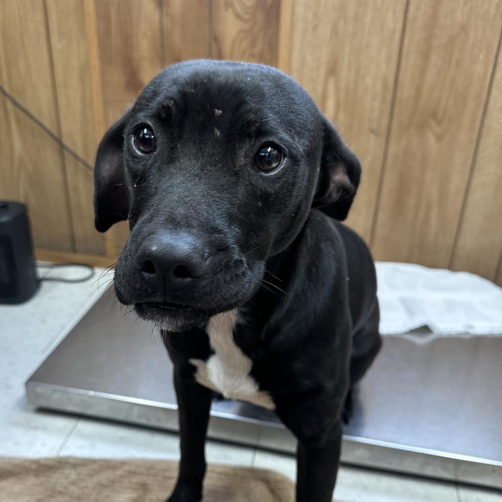 Enlarge Bilbo Waggins, a Adoptable Mixed Breed image 1/1