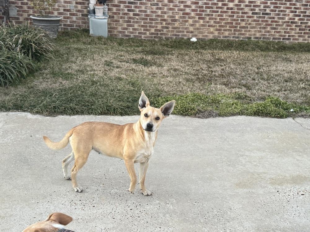 Enlarge Dobby, a Adoptable mixed breed in Troy, AL image 1/3