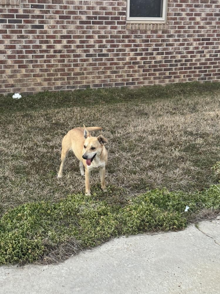 Enlarge Dobby, a Adoptable mixed breed in Troy, AL image 2/3