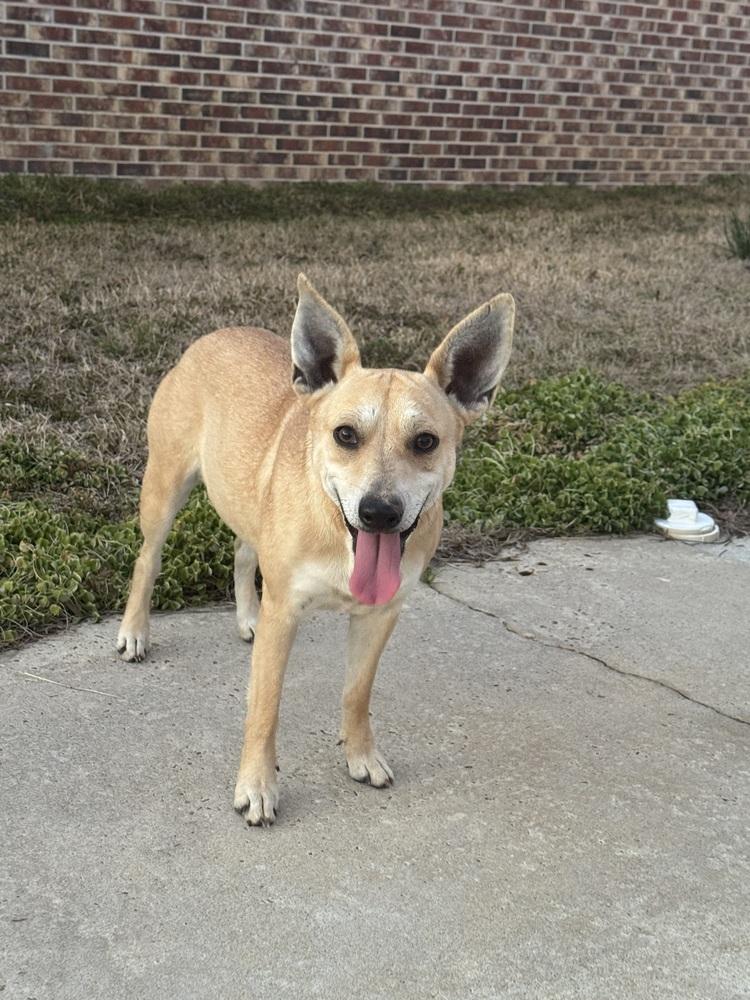 Enlarge Dobby, a Adoptable mixed breed in Troy, AL image 3/3