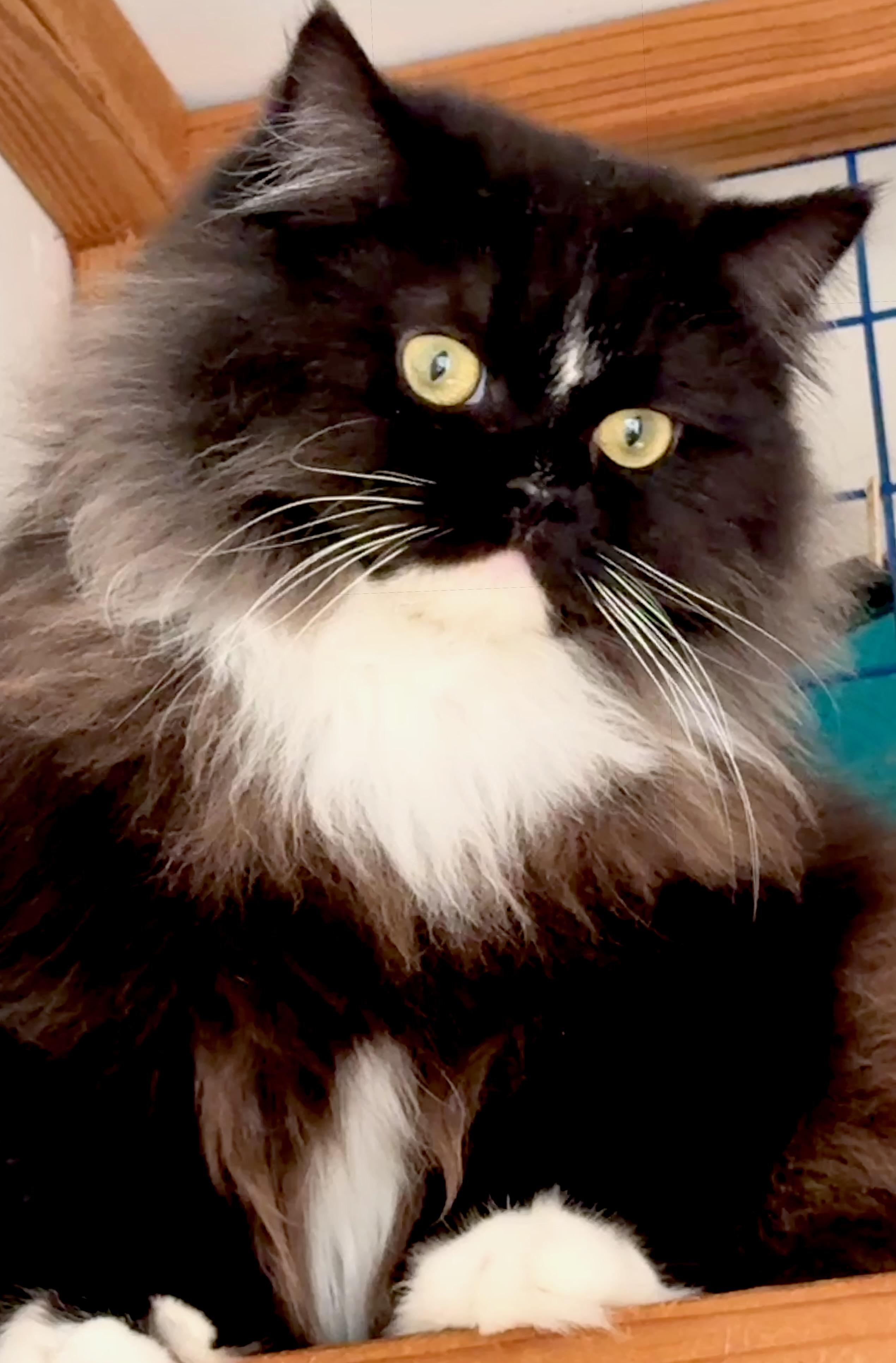 Enlarge Duck (Mother Goose), a ADOPTABLE Persian in Davis, CA image 2/3