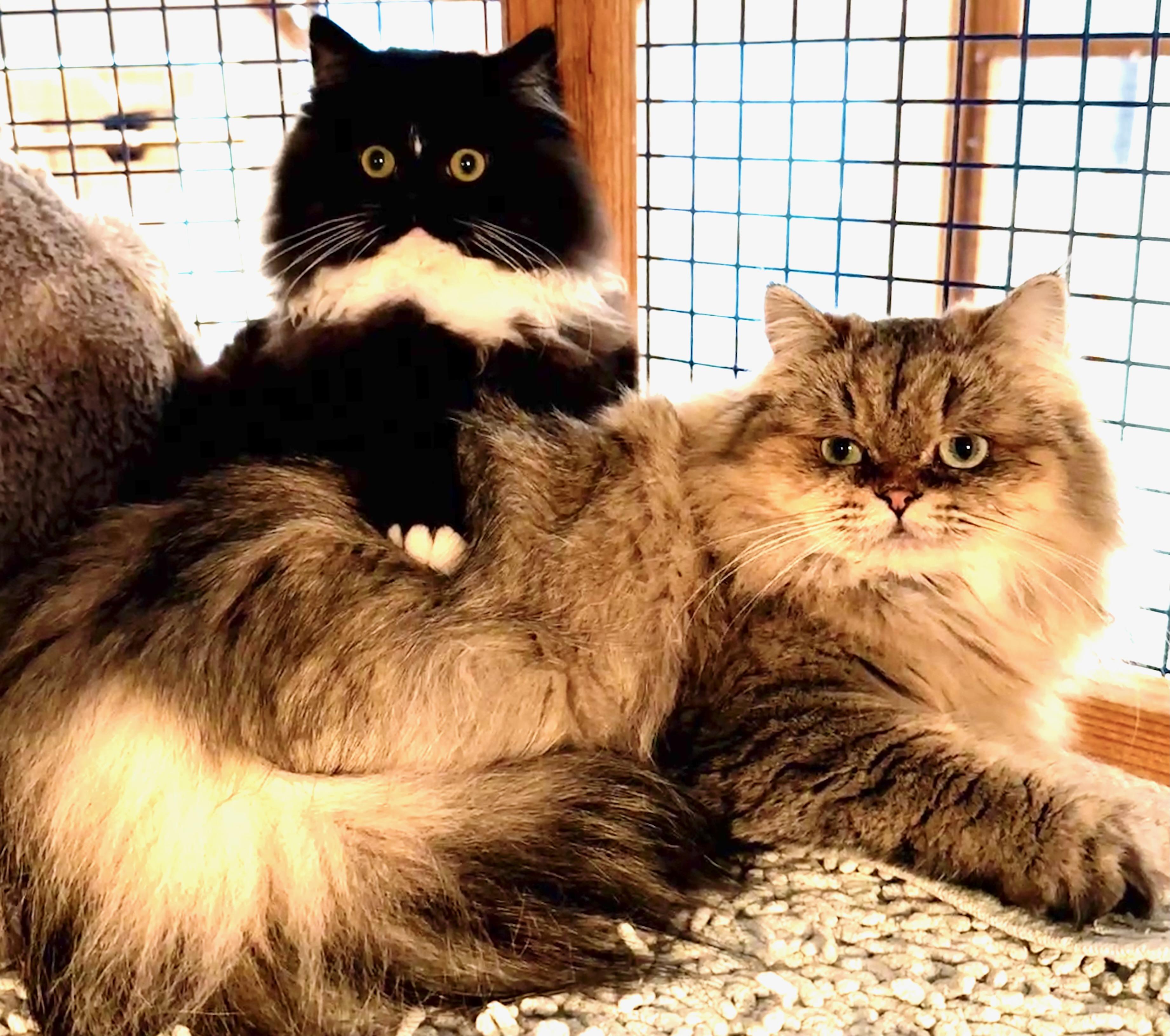 Enlarge Duck (Mother Goose), a ADOPTABLE Persian in Davis, CA image 3/3