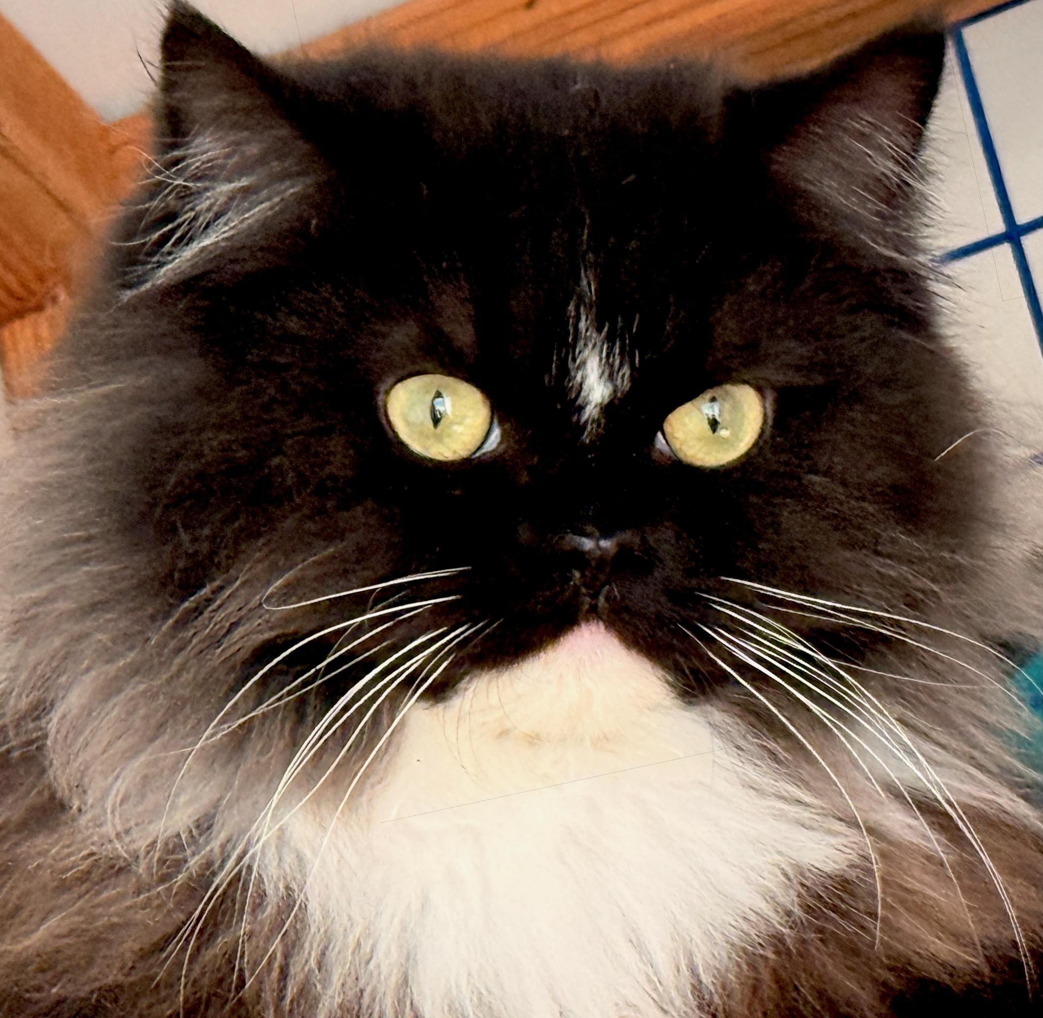 Enlarge Duck (Mother Goose), a ADOPTABLE Persian in Davis, CA image 1/3