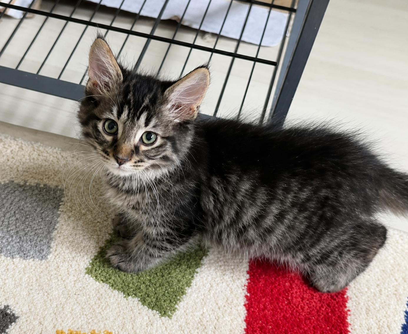 Biscotti, an adopted Domestic Medium Hair in Saginaw, MI image 3/3