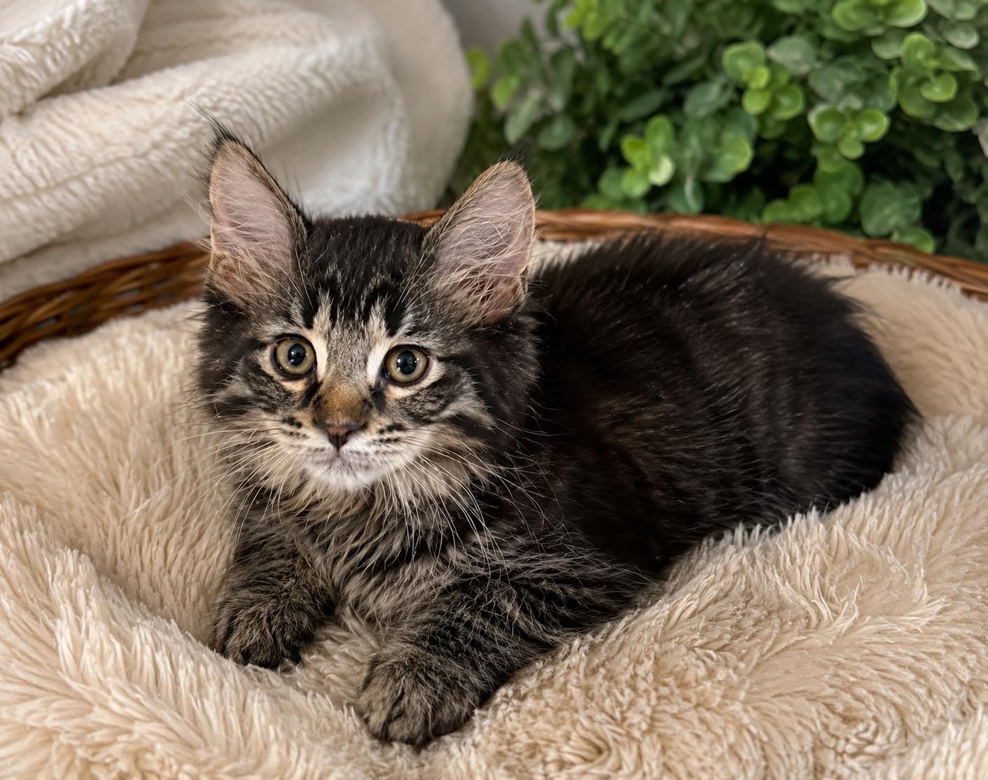 Biscotti, adopted, Kitten Male Domestic Medium Hair.